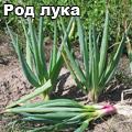батун