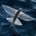 долгопер