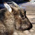 горал
