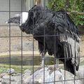 кондор