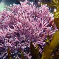 кораллина