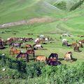 пастбище