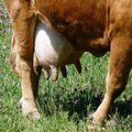 вымя